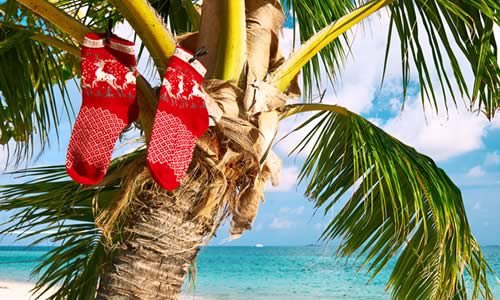 stockings hanging on palm tree