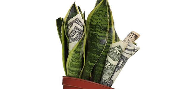 plant growing money